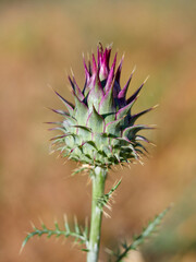 Fototapeta premium Wild Artichoke (Cynara humilis). Dwarf Thistle. Mediterranean Flora: Wild Purple Artichoke Thistle