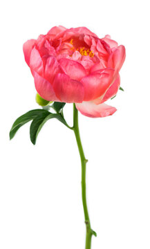 Peony isolated on white background. One Coral Charm peony flower cutout elegant design. Beautiful blooming one bright pink peony flower head, bud, close up, macro shot, cut out