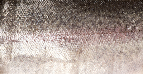 Raw trout red fish skin, scale texture, fillet, fish skin background. Cooking sea food. Healthy eating concept, Mediterranean cuisine  © Subbotina Anna