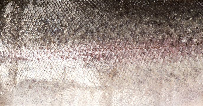 Raw trout red fish skin, scale texture, fillet, fish skin background. Cooking sea food. Healthy eating concept, Mediterranean cuisine 