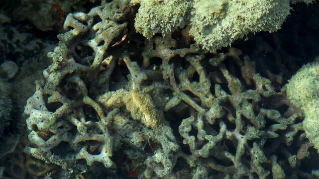 Natural Coral Reef Texture Beneath Shallow Water Surface