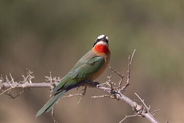 Fototapeta premium White-fronted Bee-eater (Merops bullockoides) perched on a branch. Taken in Kruger National Park, South Africa