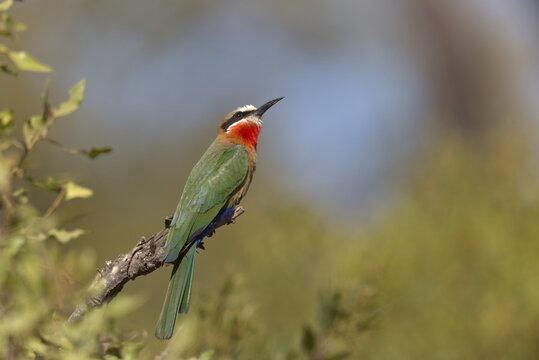 White-fronted Bee-eater (Merops bullockoides) perched on a branch. Taken in Kruger National Park, South Africa