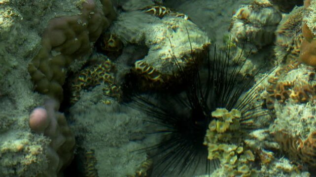 Black Sea Urchin Among Tropical Corals in Shallow Reef