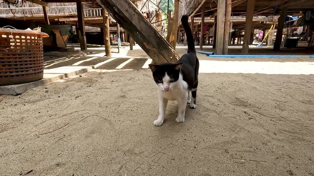 Cat in Moken community village. The Moken people group of sea gypsies who have permanent residence on Surin Islands Phang nga Thailand - Travel Andaman Sea and nature 