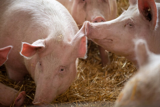 Artgerechte Schweinehaltung mit Haltung in stabilen Stallgruppen, Tageslichteinfall, Stroh, Einzelfressst&auml;nden und separatem Kotbereich