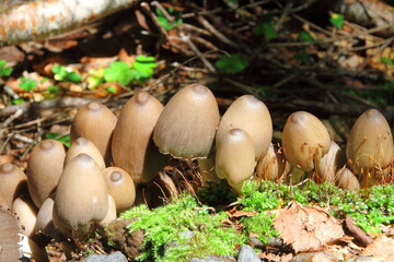 キノコ（北八ヶ岳苔の森） © YUMU