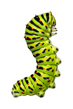 Swallowtail caterpillar isolated on transparent background