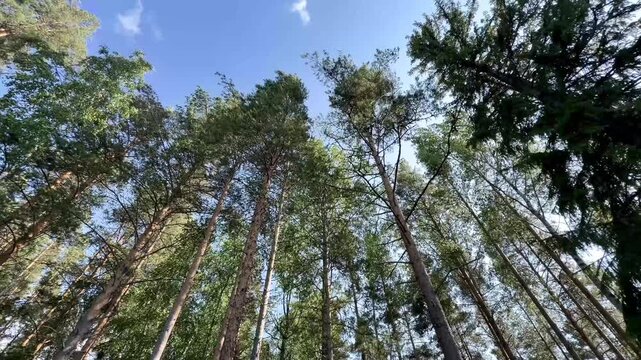 Seamless Loop of Tall Trees Swaying Gently in Summer Forest