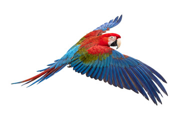 Fototapeta premium Scarlet macaw in flight detailed photo isolated on transparent background