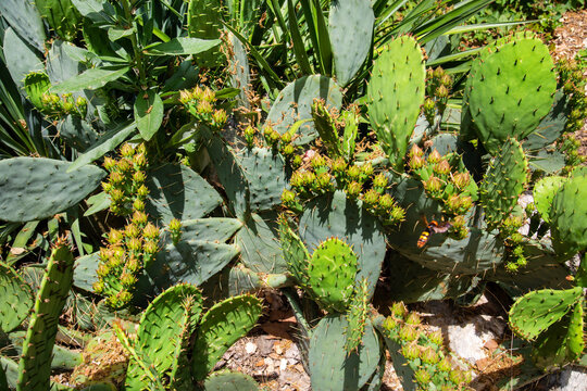Prickly Pear Tuna cactus on a clear sunny day. Flora domestic indoor plants and flowers.