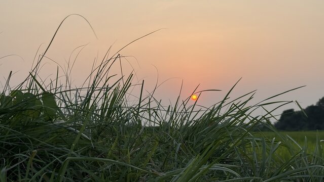 Golden sun peeks above lush green grass at serene sunset