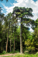 Fototapeta premium A black pine tree on a clear sunny day. Flora domestic indoor plants and flowers.