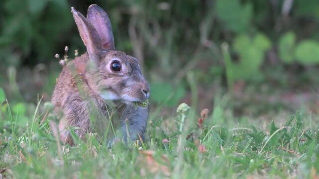 European Rabbit (Oryctolagus cuniculus) adult grazing on a garden lawn. July, Kent, UK [Half speed]