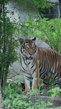 tiger in the zoo