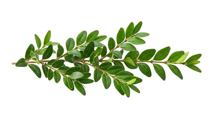 Obraz premium Olive branch with green leaves isolated on transparent background
