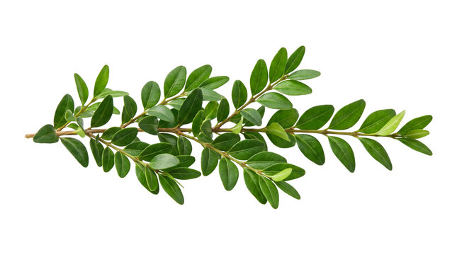 Olive branch with green leaves isolated on transparent background