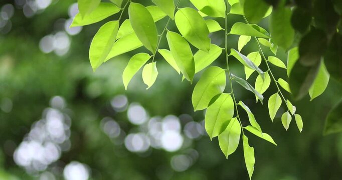 Fresh green leaves gently swaying in natural sunlight with soft bokeh background. Peaceful nature scene, ideal for environment, relaxation, wellness, and background use, copy space