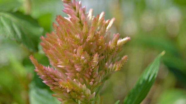 Close-up of a pink plumed celosia flower in the garden