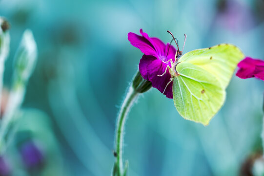 Brimstone Butterfly Feeding on Vivid Magenta Flower

Description:
Close-up of a yellow brimstone butterfly feeding on a vivid magenta flower against a soft turquoise background. The image suits themes
