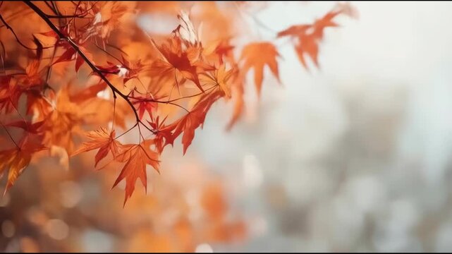 Autumn maple leaf branch glowing orange with soft bokeh light warm mood