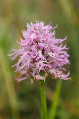 Fototapeta premium Italienisches Knabenkraut (Orchis italica)