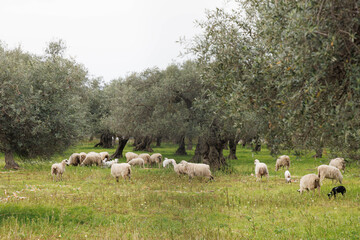 Fototapeta premium Schafe im Olivenhain auf Kreta