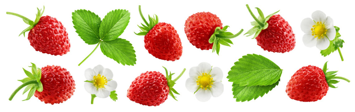 wild Strawberry isolated, full depth of field