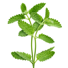 Mint Leaves, spearmint, isolated, full depth of field © grey
