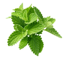 Mint Leaves, spearmint, isolated, full depth of field © grey