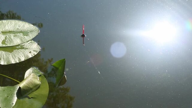 A red fishing float is thrown into the pond. Floats on sunlit lake water near green water lilies, first becoming vertical and drifting smoothly, sunlight reflected on the surface water.
