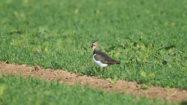 Northern Lapwing Foraging in Agricultural Field at Sunrise, Autumn Wildlife 4K