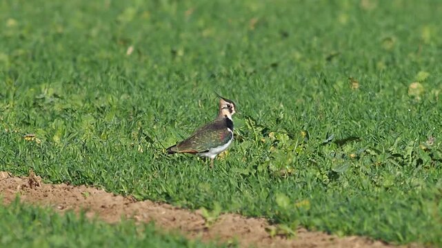 Northern Lapwing Foraging in Agricultural Field at Sunrise, Autumn Wildlife 4K