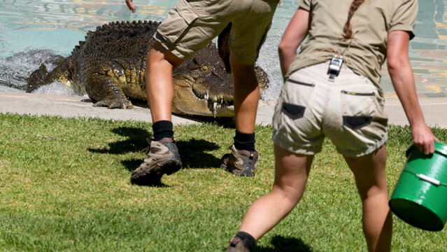 Zookeepers in Khaki Uniforms Feeding Large Saltwater Crocodile on Grassy Bank