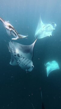 Reef Manta Rays Circling and Swimming in Open Water