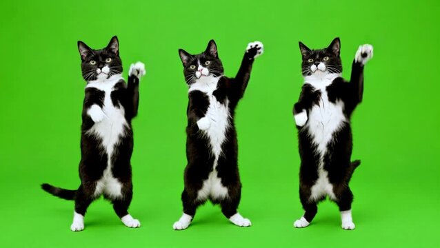 Three black and white cats dance against a green background. The playful, playful pets stand on their hind legs, wave their paws, and perform cheerful movements.