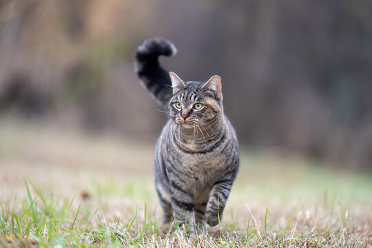 A tabby cat walking in a meadow, very attentive to its surroundings. Attentive, alert, watchful gaze.