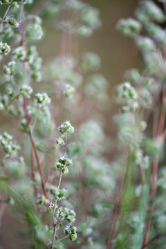 A macro portrait of wild plants, partially blurred between green and white. A romantic atmosphere.