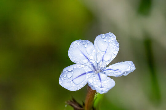 Macro image of Plumbago auriculata, commonly known as blue jasmine, covered in dewdrops