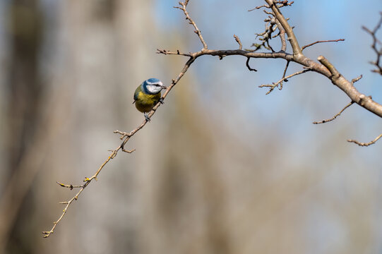 Great tit on a tree. Animal life. Free-roaming animals. The beauty of nature.
