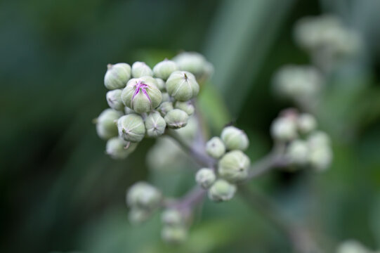 Wildflower buds, you can catch a glimpse of the colorful flower about to bloom. Macro photography. The beauty of nature