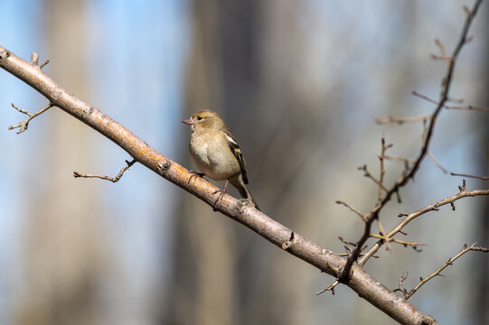 A female chaffinch - Fringilla coelebs - perched on a branch in a winter setting.