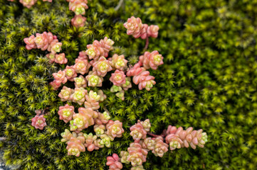 Obraz premium Sedum, a hardy and ornamental succulent plant, biodiversity and natural beauty.