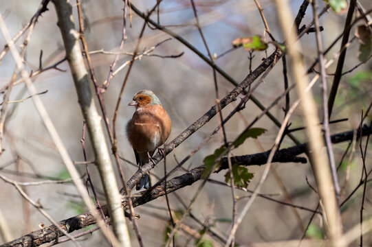 Common chaffinch, male Fringilla coelebs. A bird sits on a branch