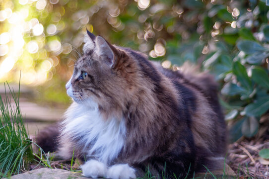norwegian forest cat lying in a garden