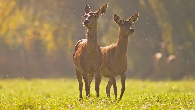 Red Deer Group Foraging in Meadow at Sunrise, Summer Wildlife 4K
