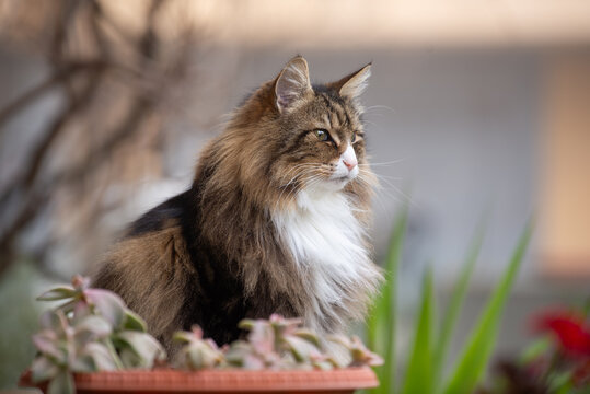 A beautiful norwegian forest cat male sits near a  plants in a garden