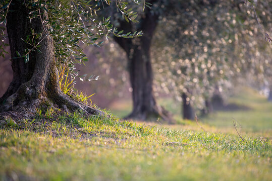Olive trees in the amazing countryside , Italy.