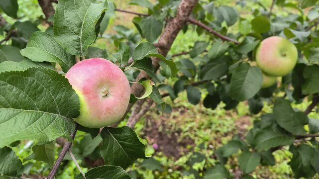 apples on tree