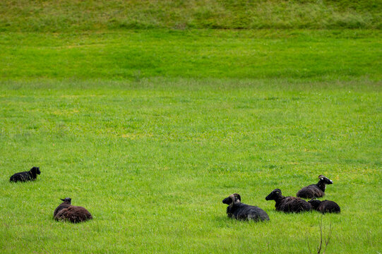 A flock of black sheep grazing in a green meadow. Sustainable farming.